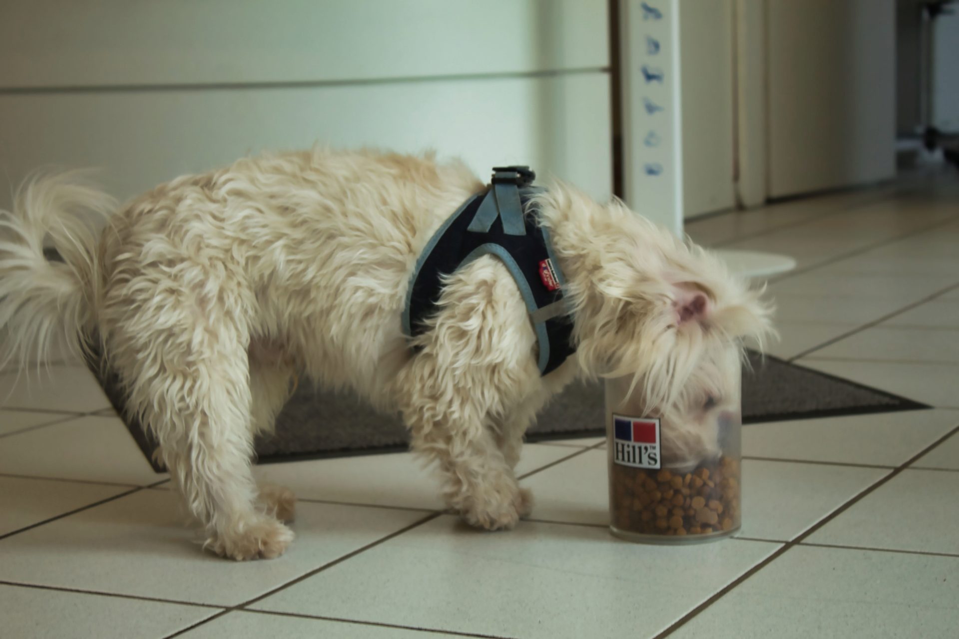 Teaserbild Tierarztpraxis Dr. Nicole Brüchert