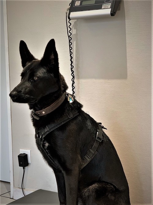 Tierarztpraxis Dr. Nicole Brüchert - unsere Vision